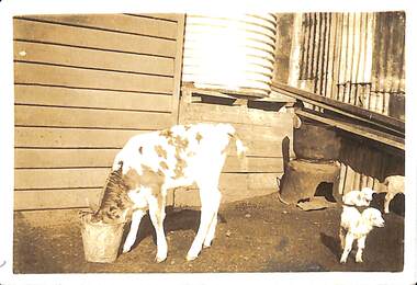 Photograph - Calf and lamb, Butcher family farm, Fisherman's Bend, 1920s