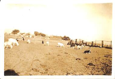 Photograph - Goats grazing, Butcher family farm, Fisherman's Bend, 1920s