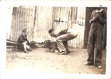 Photograph - Man tending calf, Butcher family farm, Fisherman's Bend, 1920s