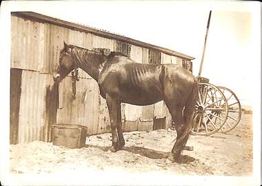 Photograph - Horse, Butcher family farm, Fisherman's Bend, 1920s