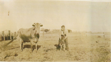 Photograph - Man with cow and calf, Butcher family farm, Fisherman's Bend, 1920s