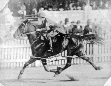 3667.04 - Pearl Kelly riding a trotter in harness (but without sulky) at Royal Melbourne Show