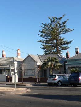 3684 - Removal of large tree at 251 Bridge St, Port Melbourne, 3 June 2006
