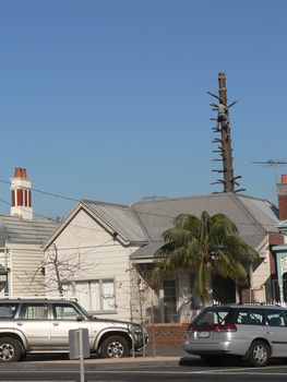 3684 - Removal of large tree at 251 Bridge St, Port Melbourne, 7 June 2006