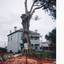 1421.18 - Destruction of the Port Jackson fig tree which stood in the grounds of the Holy Trinity church until December 1999