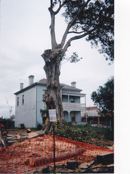 1421.18 - Destruction of the Port Jackson fig tree which stood in the grounds of the Holy Trinity church until December 1999