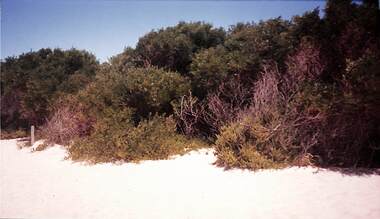 Photograph - Perce White Reserve, Port Melbourne, 1990s