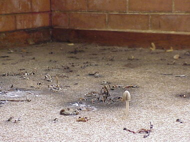 Photograph - Mushrooms, PMHPS Rooms, St Joseph's School, David Thompson, c1994