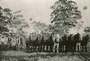 Horse Team