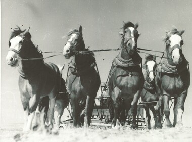 Horse team