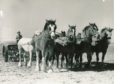 Horse team