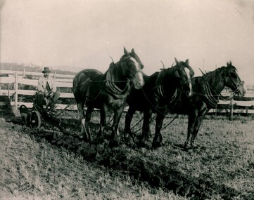 Horse team