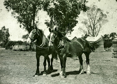 Horses