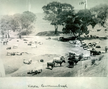 Lake Burrumbeet 1887