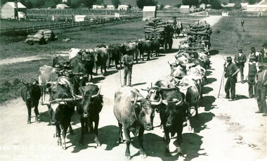 Bullock wagon