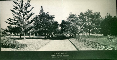 Chestnut Avenue, Ballarat Botanical Gardens, 1919