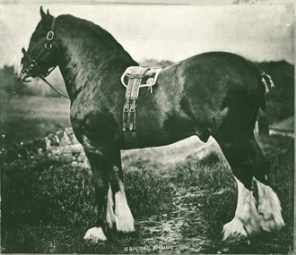 Baron's Pride horse