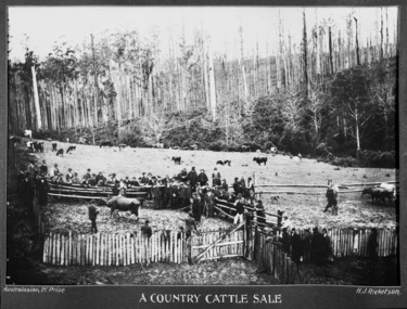 Country Cattle Sale