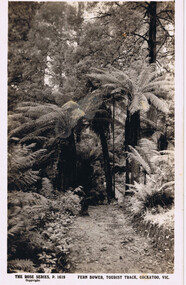 Postcard, Rose Stereograph Co, Fern Bower, Tourist Track, Cockatoo, VIC
