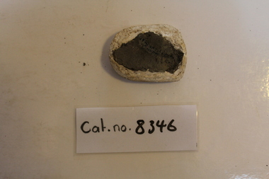 Unjacketed mudstone with fernleaf