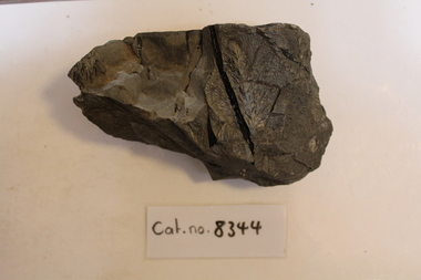 Large mudstone with leaves