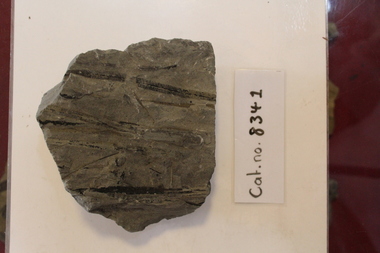 Mudstone with fossilised leaves