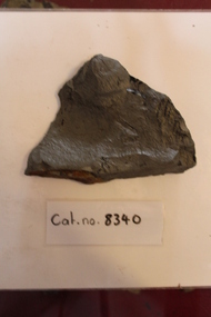 Mudstone with plant fossils