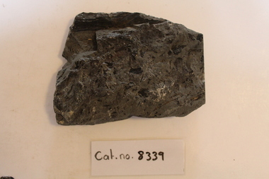 Mudstone containing woody matter