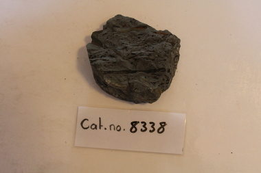 Mudstone with leaves and plant matter