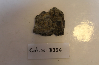 Flat mudstone with plant jumble