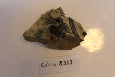 Large mudstone with plant fossils