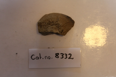 Mudstone with fossil