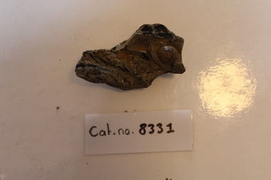 Mudstones with plants and concretion