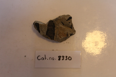 Mudstone with plant fossils