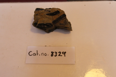 Mudstone with large woody fragments