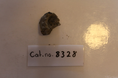 Small mudstone with plant fragments