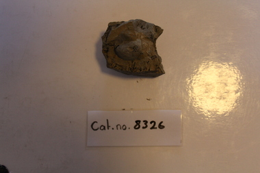 Mudstone fossils