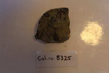 Mudstone with plant fragments