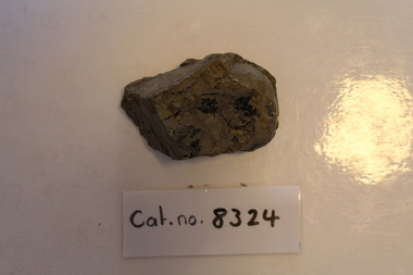 Mudstone showing leaves