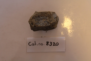 Mudstone showing prominent leaves