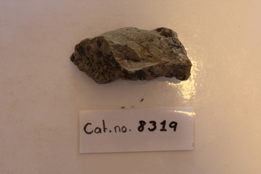 Mudstone with plant fragments