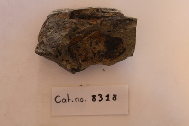 Large piece of mudstone with fossils