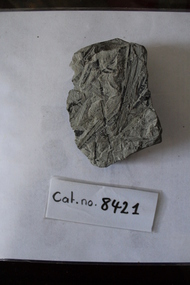 Mudstone with leaf fossils