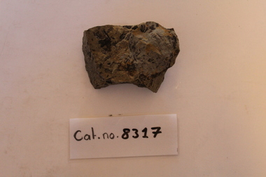 Mudstone and fossil fern with wood fragments