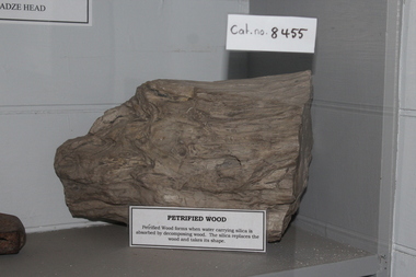 Petrified wood