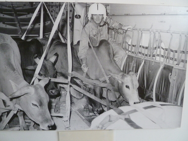Photograph, Fasten Your Seatbelt, 1966