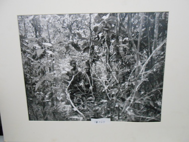 Photograph, Jungle Patrol