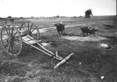 A black and white photograph of a farmer's water buffalo raises its head into the charge position as a group of diggers pass by.