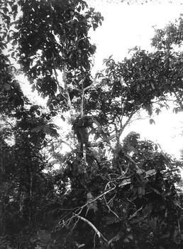 A photograph of Cpl Ian Torrens, 1 Platoon, A Comp, 8 RAR on Operation Atherton, North West of the Australian Task force Base at Nui Dat. 