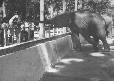 Members of the Feb 70 S.A. Concert Party, during a break in their hectic program, Anne Wills leans over the elephant compound. 